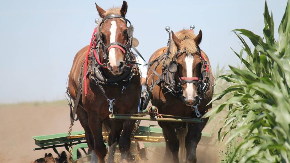 말씀 QT - 진정한 동역자가 있는가?