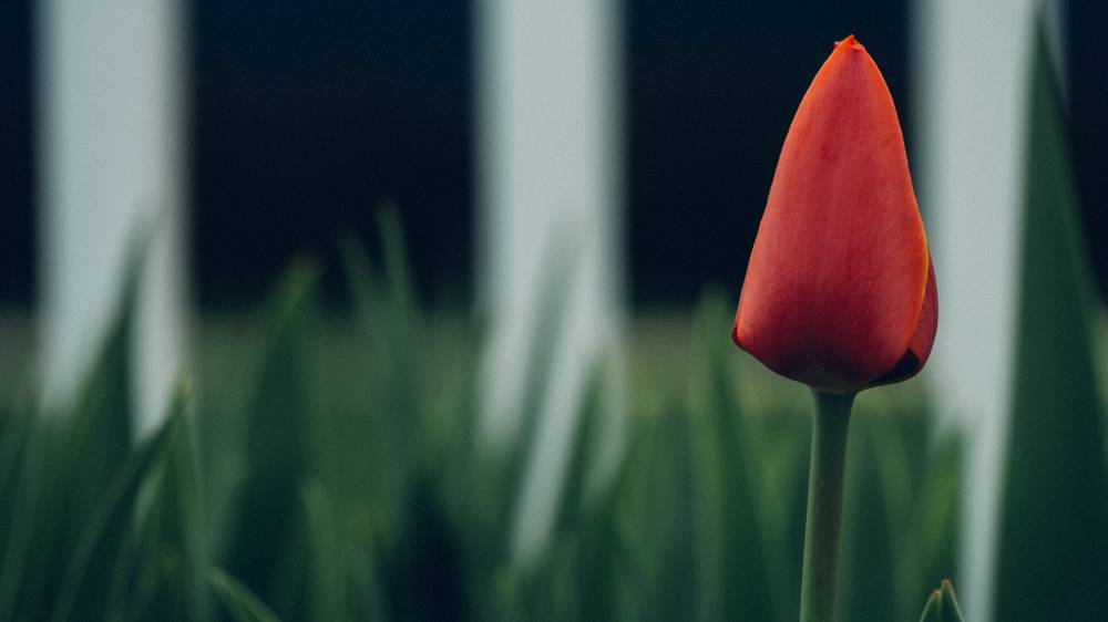 가정의 달에 '독신'을 설교하라