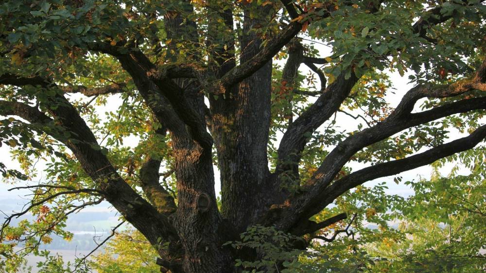 팀 켈러가 우리에게 남긴 유산 (8) : 신앙과 직업